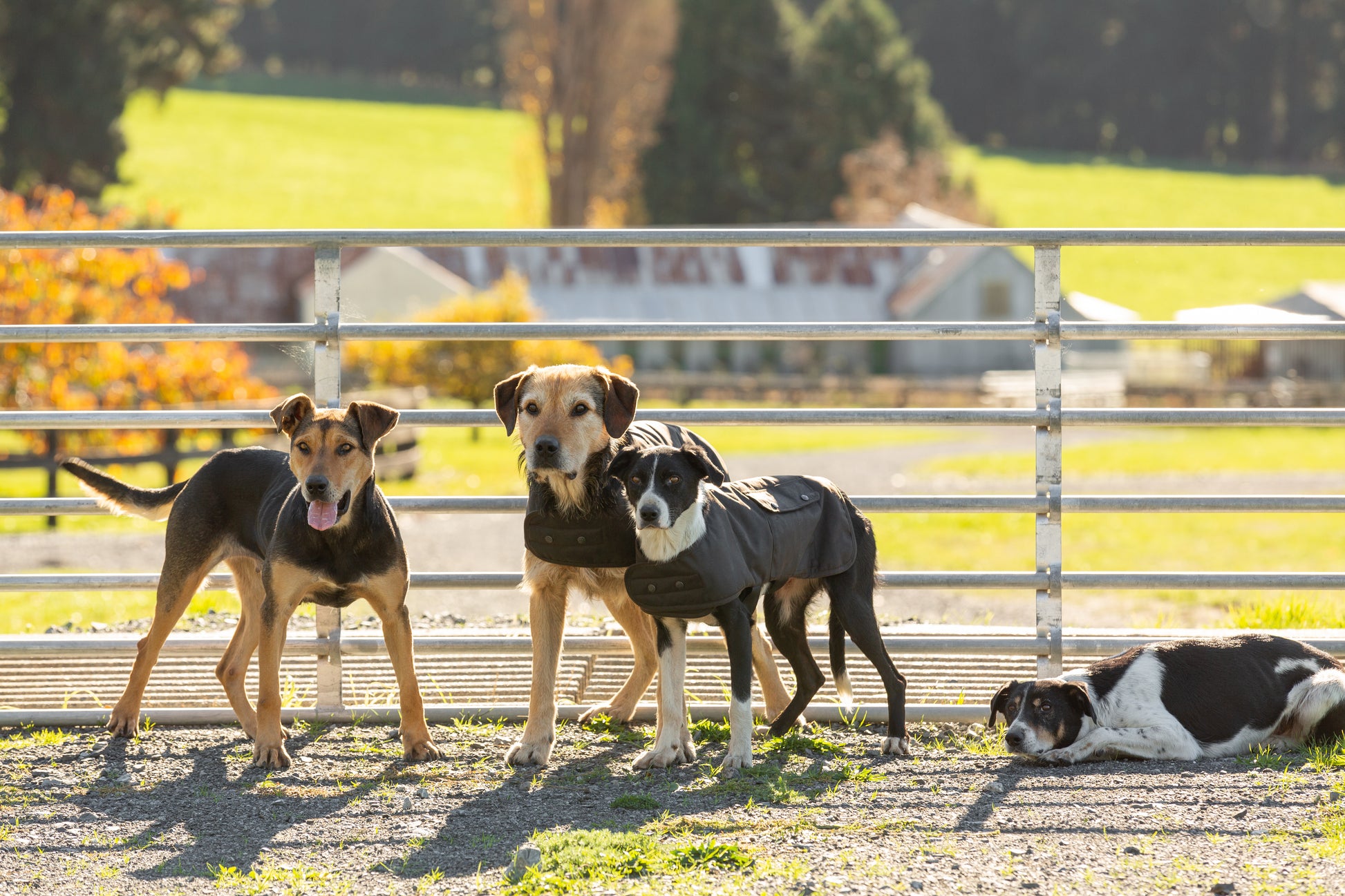 Dogs uniform 