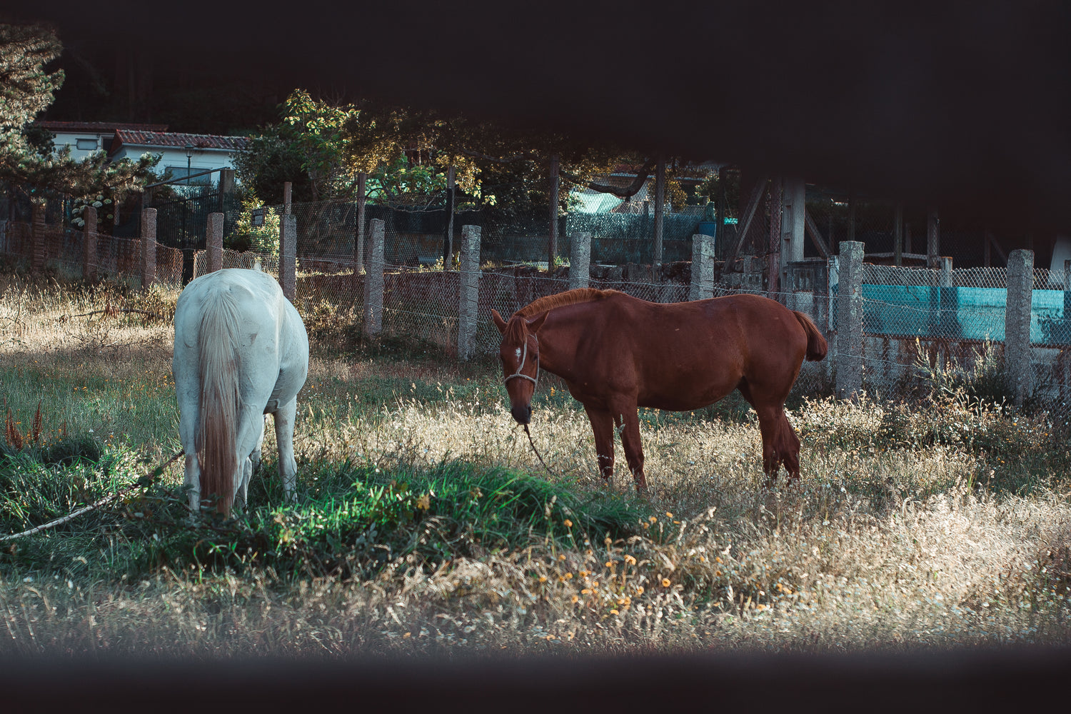 Help the Horses 