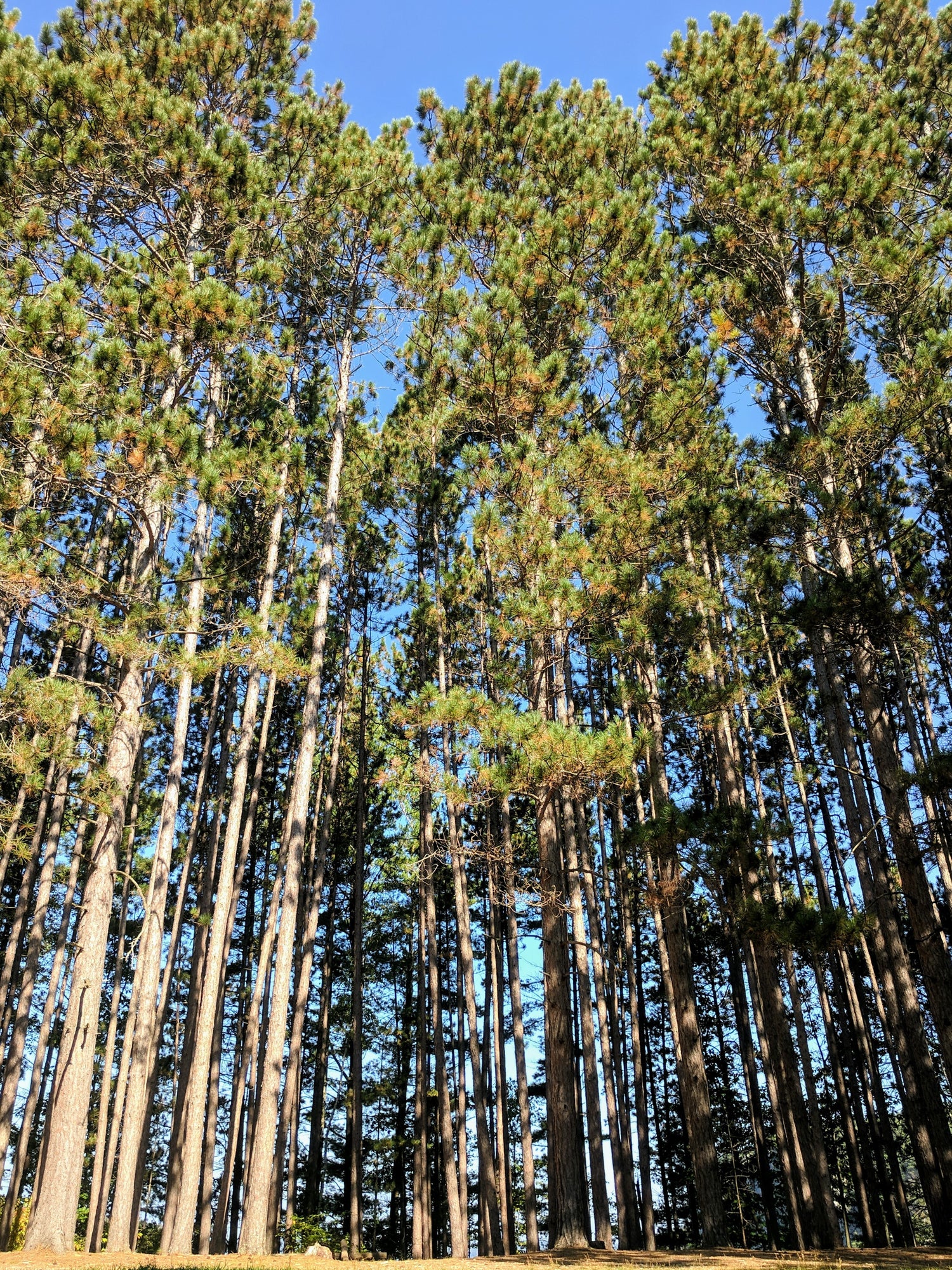 Tree Removal Armidale 